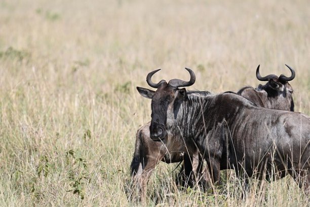 Kenya and Tanzania migration grand safari itinerary